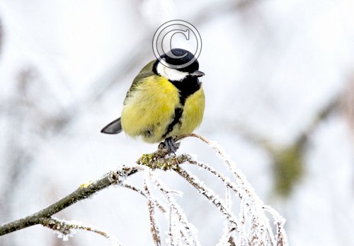 Geat Tit in the Hoar Frost DM0177